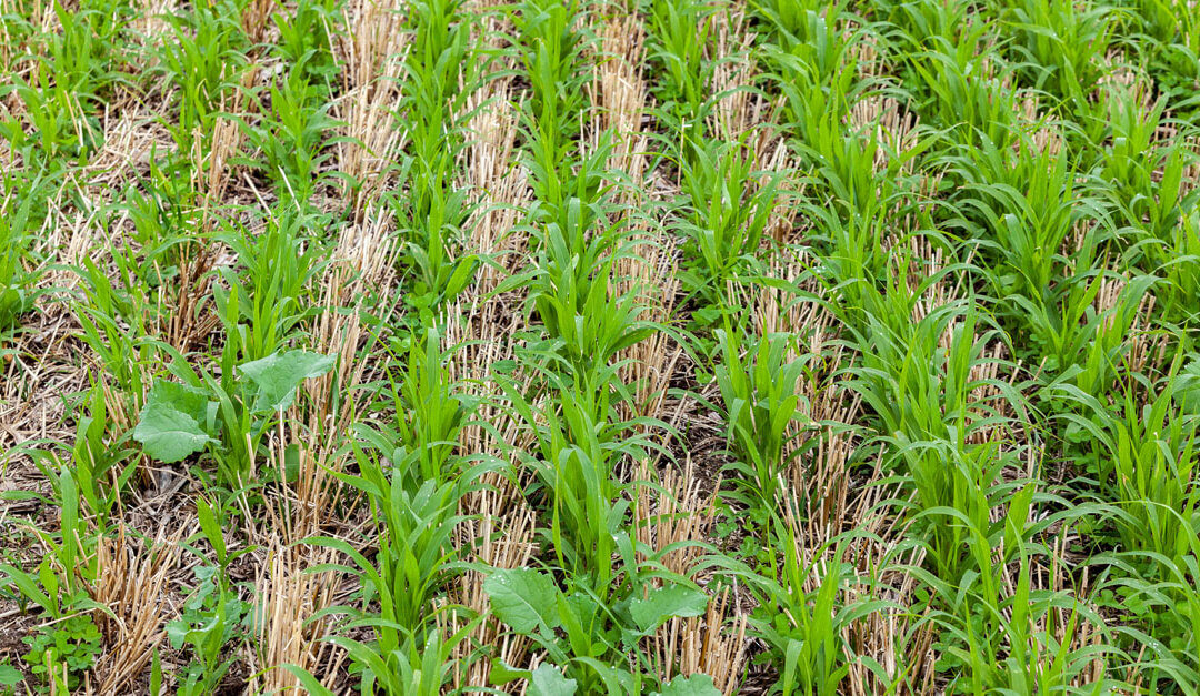 New Cover Crops Report and Climate Smart Resources